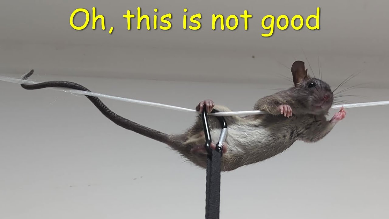 Acrobatics Rats Rat's acrobatic performance doesn't go well - YouTube