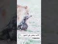 الأسد ينقض على الضبع اكسبلور فولو الرياض فولو Explore Fitness Funny Friends Foryo 