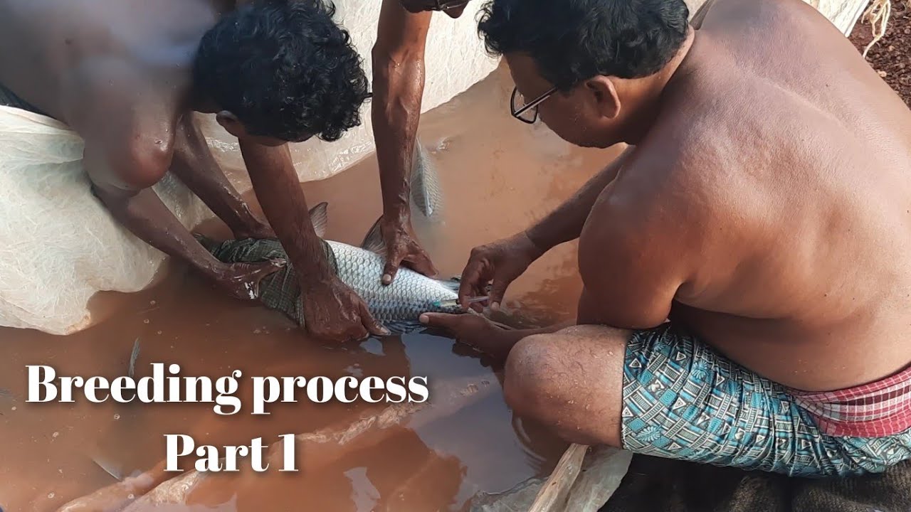 Fish breeding rohu || Fish breeding silver carp || Breeding part 1 ...