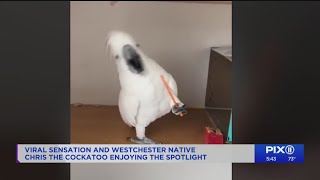 Meet Chris, the cockatoo with 200,000 followers on social media