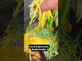 Low Carb Creamy Zoodles Recipe | Weight Loss Noodles in Just 30 Seconds! 🥒🍜 | #trending