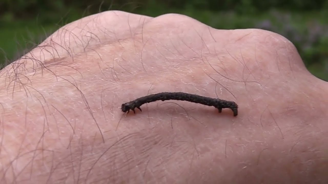 Geometer Moth Inchworm "Stretch Walk"