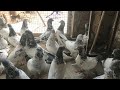 rampuri kabutar 1000 ₹ Kanpur me