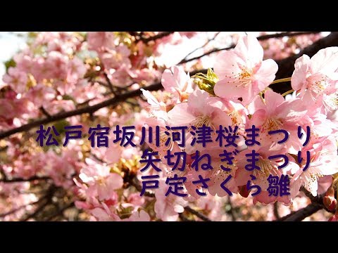 松戸宿坂川河津桜まつりを観賞してきました　2018/03/03