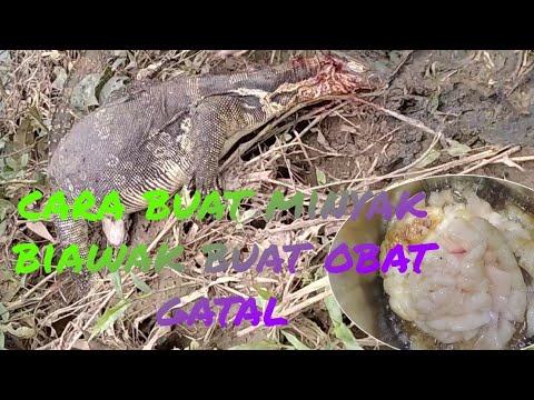 Cara Membuat Minyak Biawak Belajar