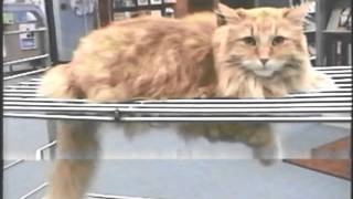 Puss In Books Dewey Tribute