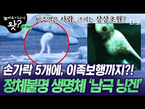 [#놀라운이야기왓] 사진만 봐도 소름 돋음🥶 선원과 연구진들에게 발견된 미스터리한 존재 '남극 닝겐'💥| #잡식남들의히든카드M16 #디글
