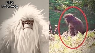 New Bigfoot Footage PROVES Bigfoot’s Existence in 2025