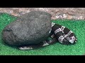 ヘビのお食事タイム(シロオビアマガサヘビ)