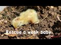 Raising Quail: Rescue a weak baby quail