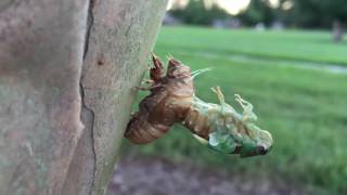 Emerging Cicada time lapse