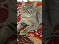 CatLoverTips CatLoverTips