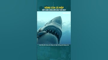 Răng của cá mập rốt cuộc cứng thế nào? #shorts