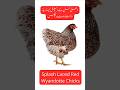 10 دن کے اسپلش لیسڈ ریڈ وائنڈوٹ چکس | فیصل آباد | سیلف پک اپ اور کارگو - SPLASH LACED RED WYANDOTTE