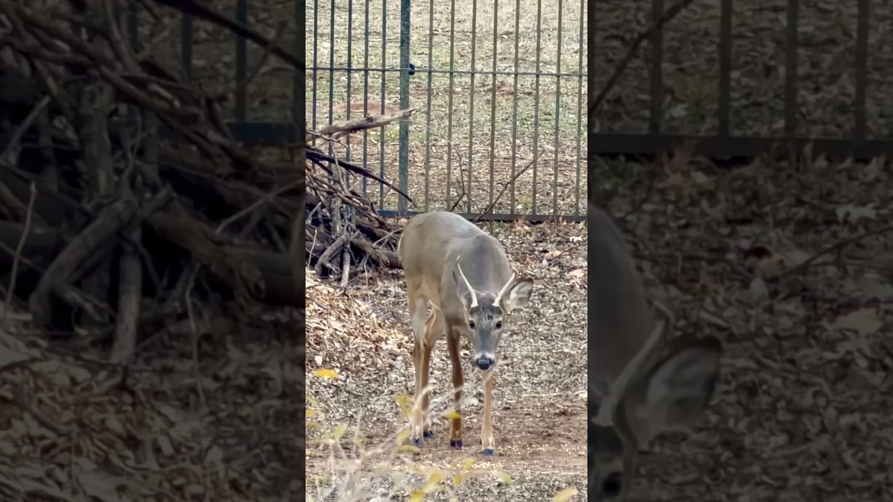 Whitetail Spike Hangin Out! 