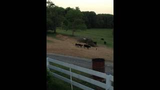 Crackers (the dog) playing with the cows (May 2014)