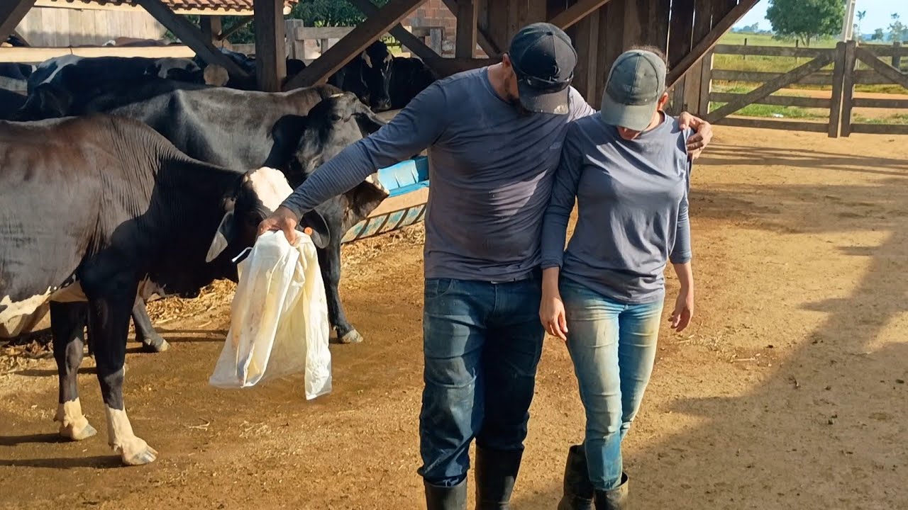 Como ter lucro com capiaçu para vacas leiteiras