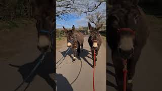 Donkey walks