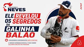 Criador mostra a GALINHA BALÃO gigante que não para de PRODUZIR - SÉRGIO | IBAITI-PR