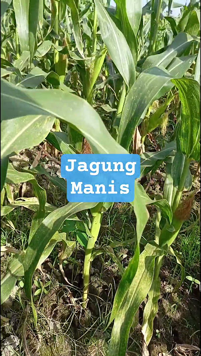 jagung#pembenijan#tumpangsari #pertanian #hkti #petani #petanimileniale#kdm #blitar#