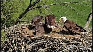 Mother's Day Lunch at the Nest Explore Live Nature Cams Decorah Eagles - North Nest