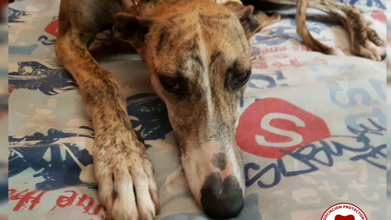 MARINÉ en Adopción. 17.07.18 camera iphone 8 plus apk