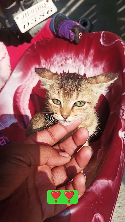 pussy cat #cat #pussy #cute #baby