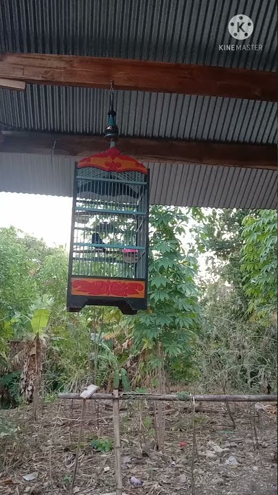 Suara burung decu di pagi hari, teman ngopi #shorts