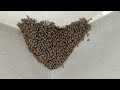 Bees rescue 43 | apis cerana | relocate bee hive
