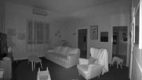 A Dog’s life - Recorded by Netatmo