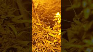 RSO SOS BANG BANG UPDATE MANGO SAPPHIRE HUMBOLT SEEDS (MY LADY'S)