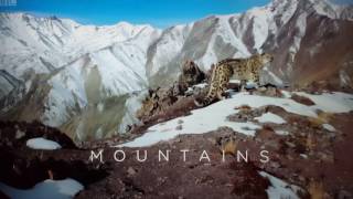 Planet earth 2 - the snowleopard who meows lol