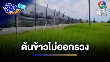 ชาวนากลุ้ม ! ต้นข้าวไม่ออกรวง เพราะแสงไฟริมทาง | จ้อข่าวเช้า