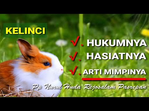 Video: Mengapa Kelinci Bermimpi