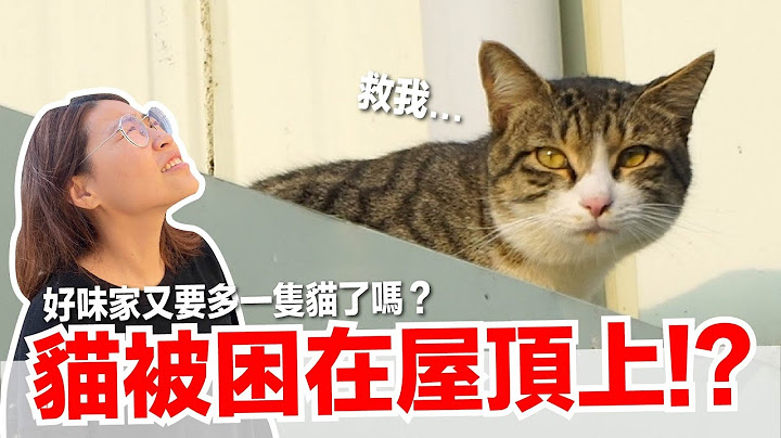 【好味小姐】貓被困在屋頂上!?好味家又要多一隻貓了嗎？｜好味貓日常EP98