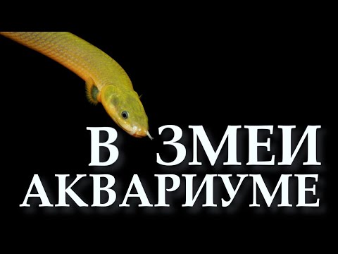 Видео: Морской лещ