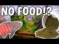 6 MONTHS With NO FISH FOOD In Aquarium - HOW Is It Possible!?