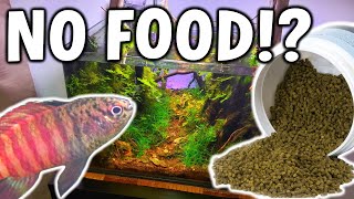 6 MONTHS With NO FISH FOOD In Aquarium  HOW Is It Possible!?