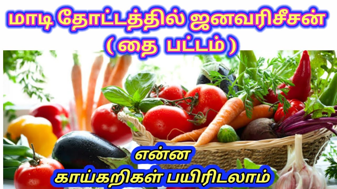 January season (தை பட்டம்) மாடிதோட்டத்தில் என்ன காய்கறிகள் பயிரிடலாம்