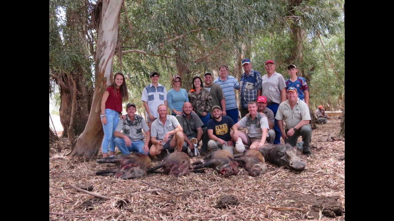 Bushpig Hunting/ Bosvark Jag Mpumalanga 