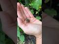 Cute Little Garden Frog 🐸💚#wildlife #frog NJ Toads #nj #allgrownup #transformation