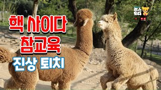 사이다 참교육! 진상 알파카 교육시키는 방법 #알파카 #동물 #순위 GOAT How to Train Your Unruly Alpaca