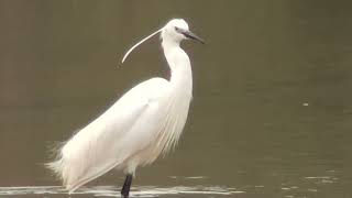 A beautiful white bird