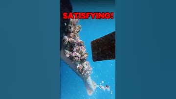 Why This Diver is Scraping Barnacles off a Ship 🤯