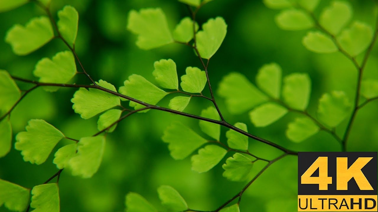 4K UHD HDR DEMO * NATURE RELAXATION*******