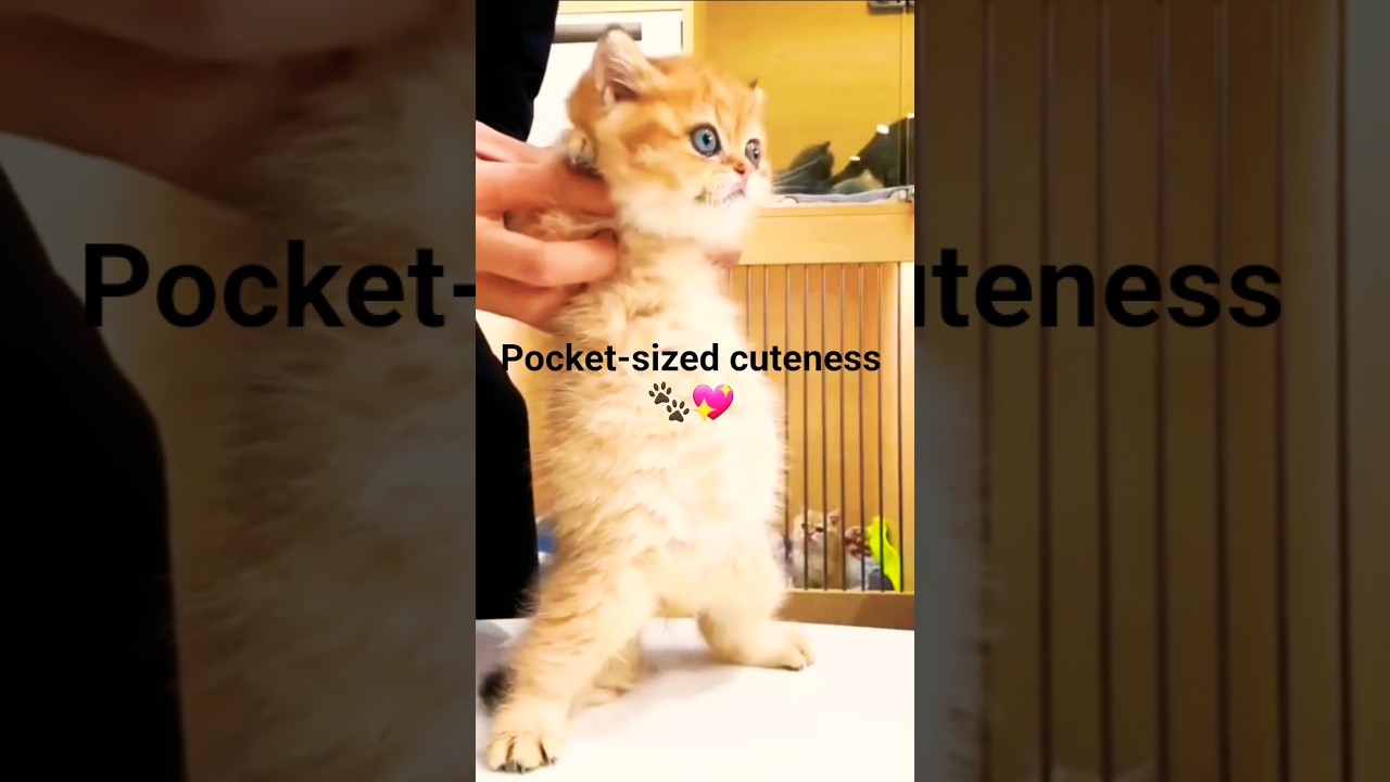 Too small to handle this cute 😻 