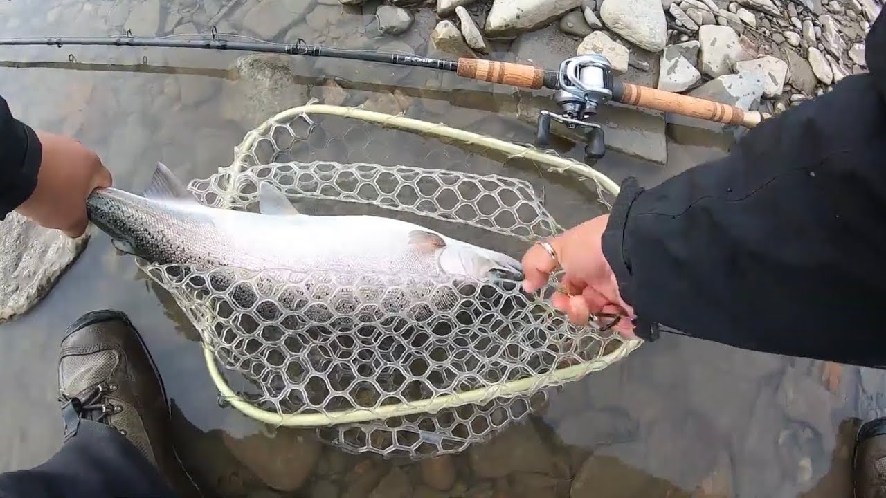 My First Steelhead on a Raven RPX Spiral Wrap Rod on Hardware 2019 