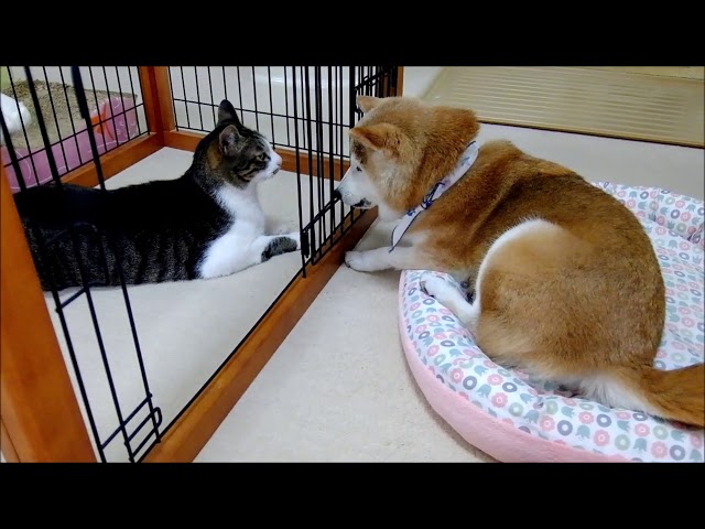 ケージ越しの猫とおばあちゃん柴犬  Cat and Shiba Inu