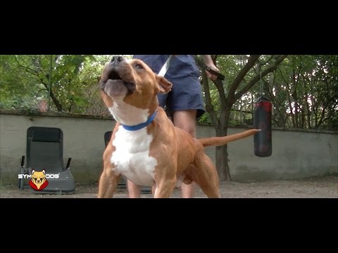 Chien Dangereux Obéissance Sans Violence Youtube