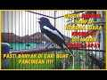 Kacer Ngerol Speed Nembak Rapat Isian Mewah Suara Kucing Bagus Untuk Kacer Yang Kurang Bunyi Mp3 - Mp4 Download